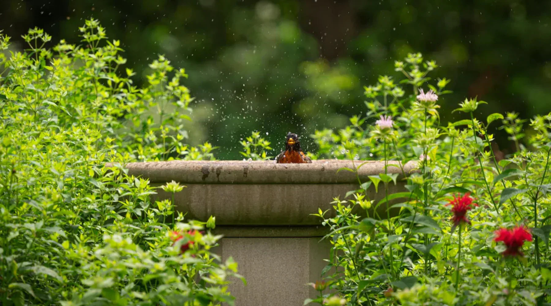Tips for Attracting Birds to Your Bird Bath Fountain