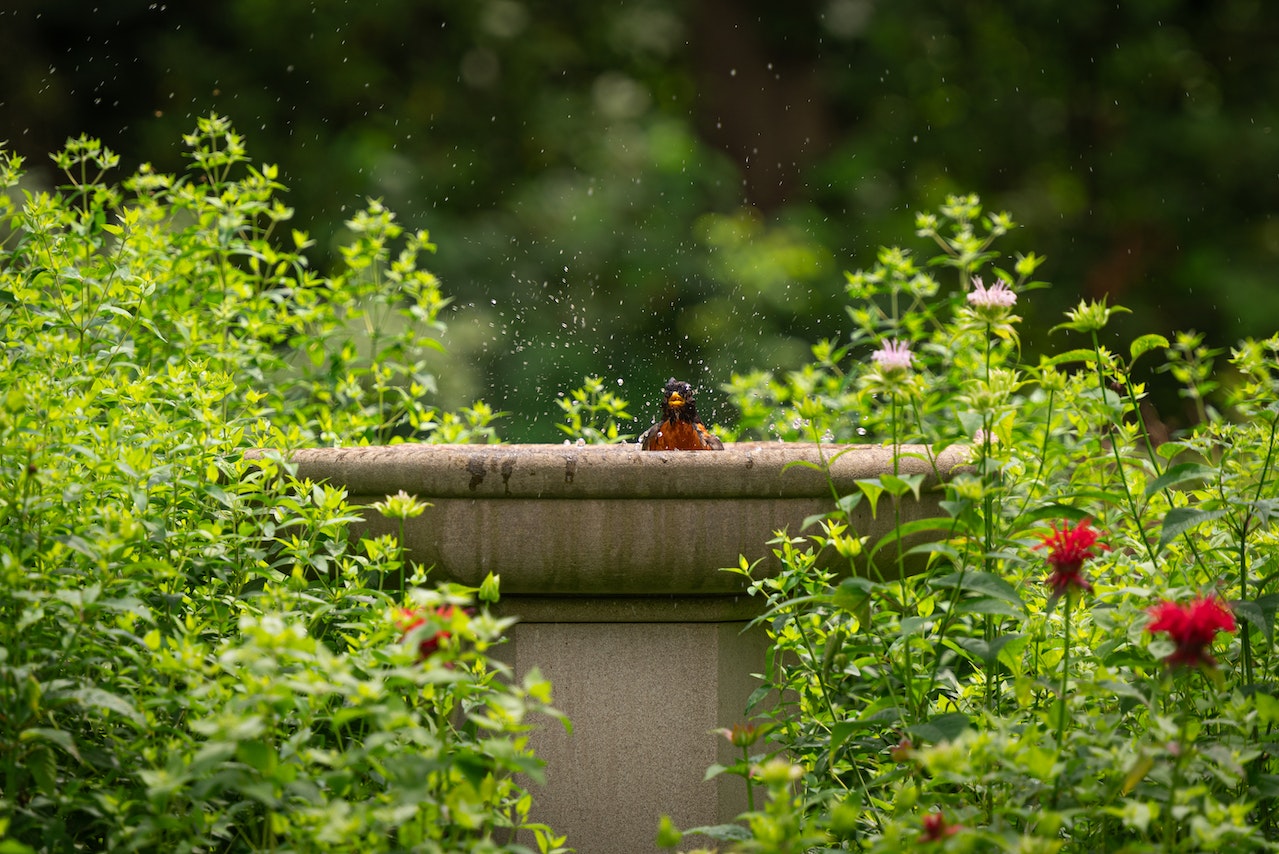 attracting birds to your bird bath fountain