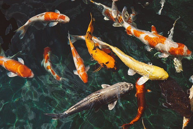 koi fish garden
