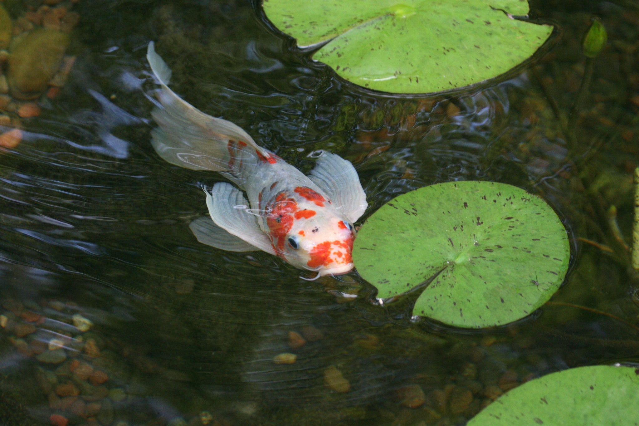 fish and lotus in an outdoor fountain